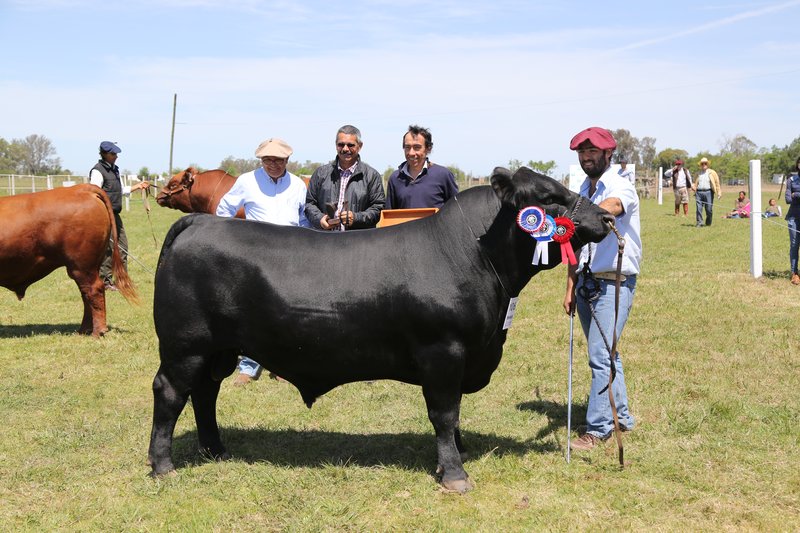 Expo 2017 Grandes Campeones Bovinos Criollos